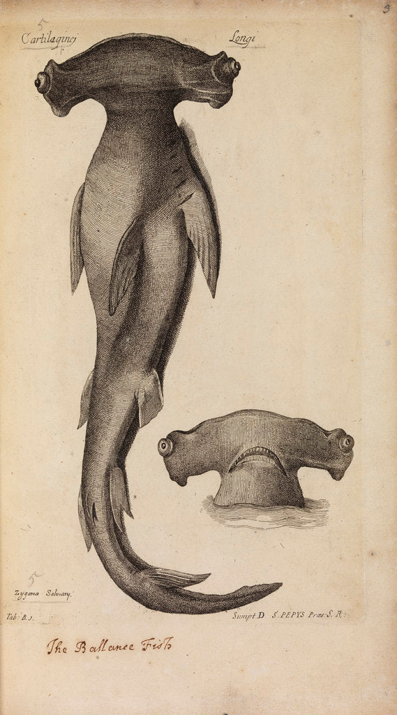 Detail of Cartilaginei Longi by Anonymous