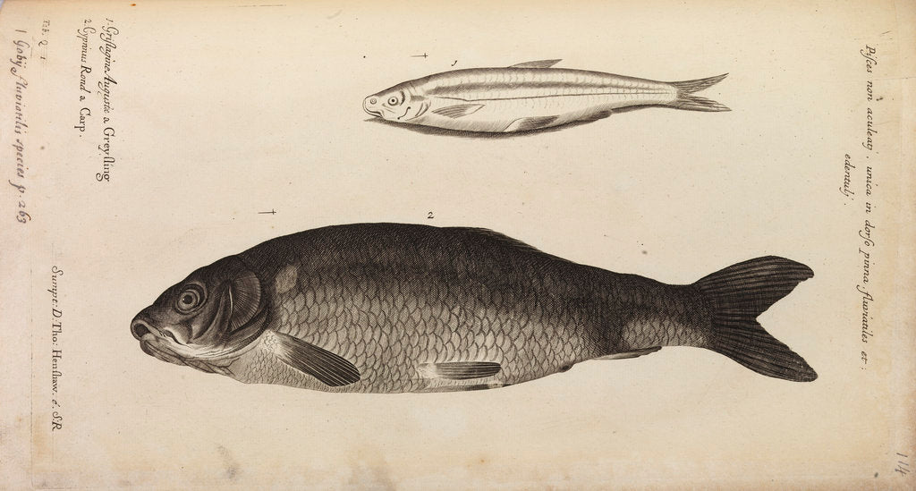 Detail of '..a Greyling' and 'carp' by Anonymous