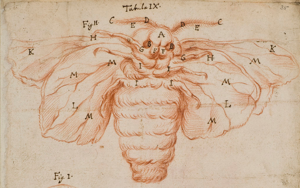 Detail of A silk moth by Marcello Malpighi