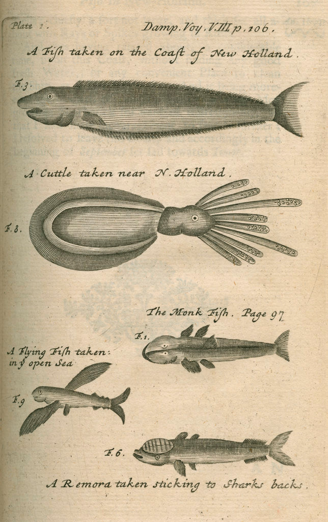 Detail of Marine life of Australia [New Holland] observed by William Dampier (1651-1715) by Anonymous