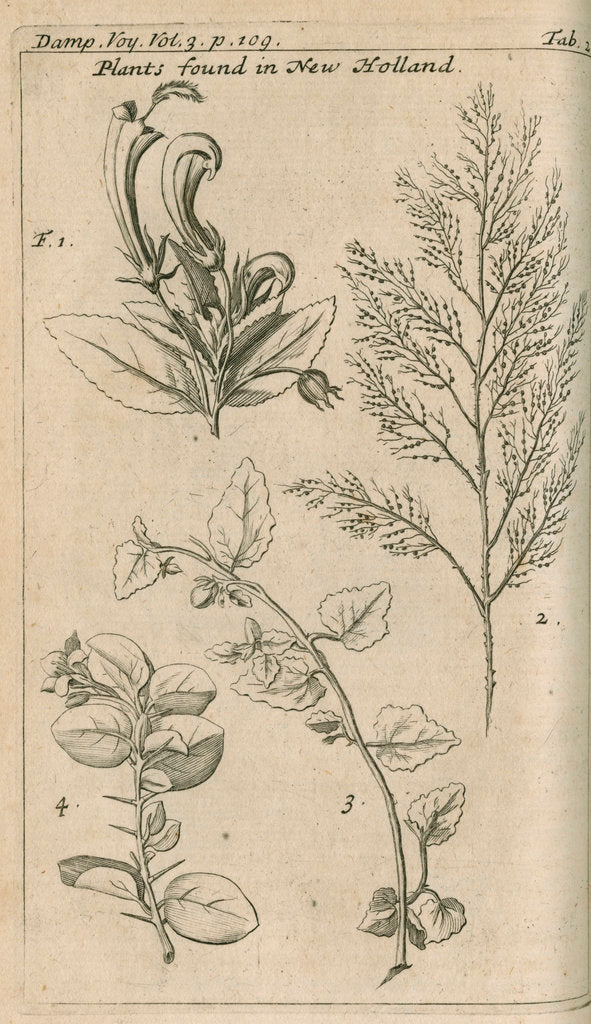 Detail of Plants of Australia [New Holland] observed by William Dampier (1651-1715) by Anonymous