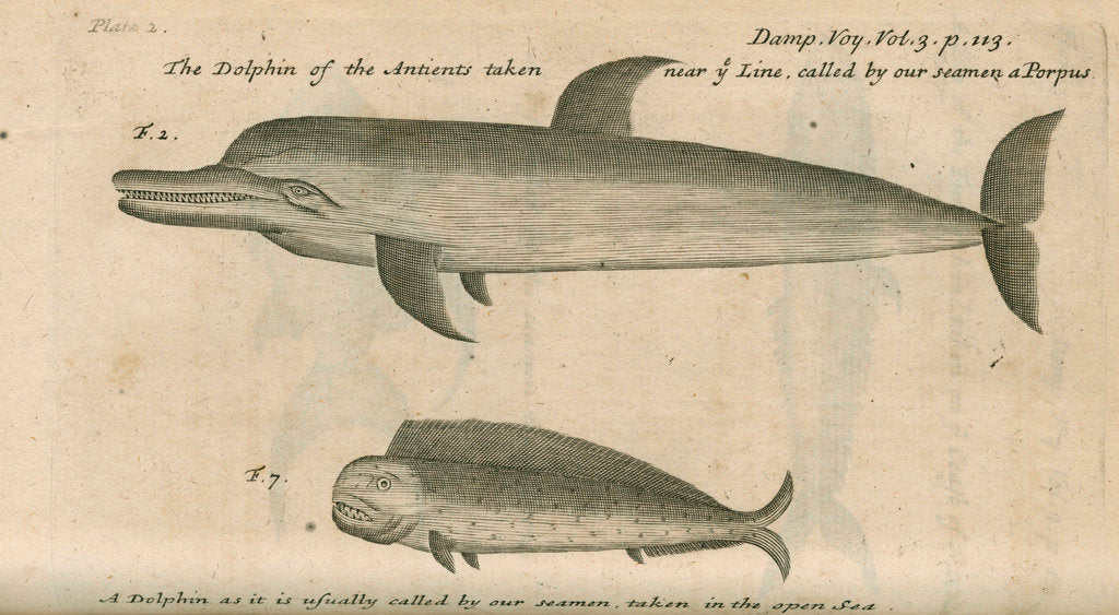 Detail of Marine life of Australia [New Holland] observed by William Dampier (1651-1715) by Anonymous