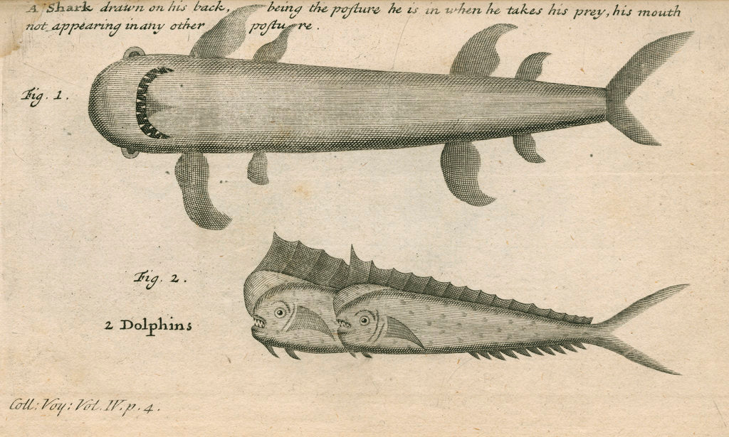 Detail of Marine life observed by William Funnell by Anonymous