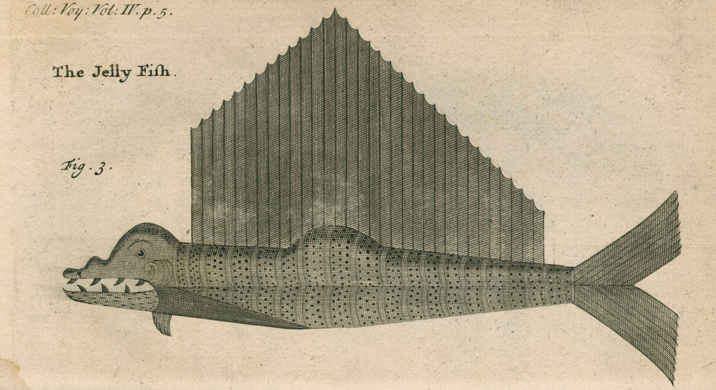 Detail of 'The Jelly Fish', observed by William Funnell by Anonymous