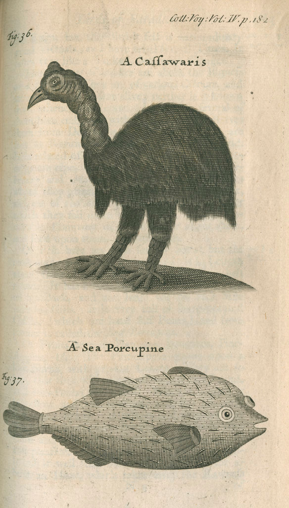 Detail of Cassowary and sea-porcupine fish observed by William Funnell by Anonymous