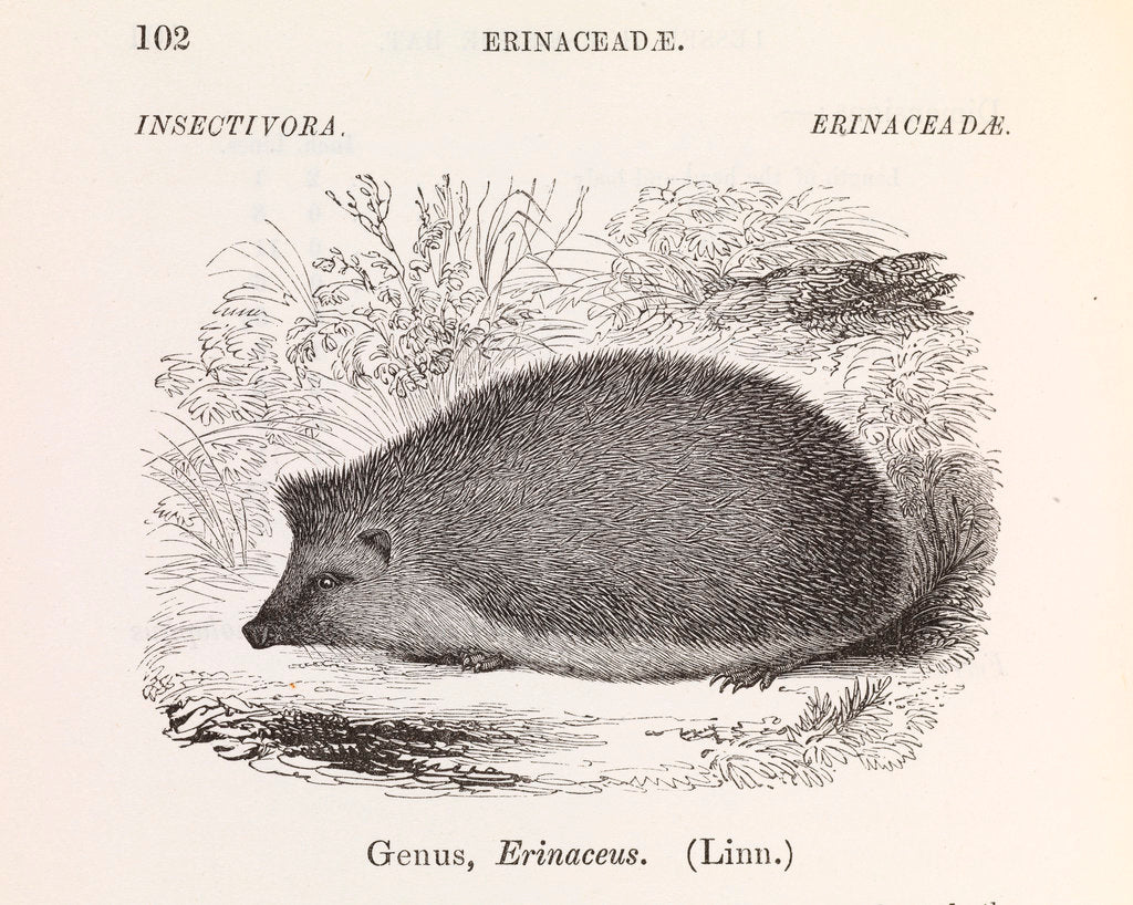Detail of Hedgehog by Anonymous