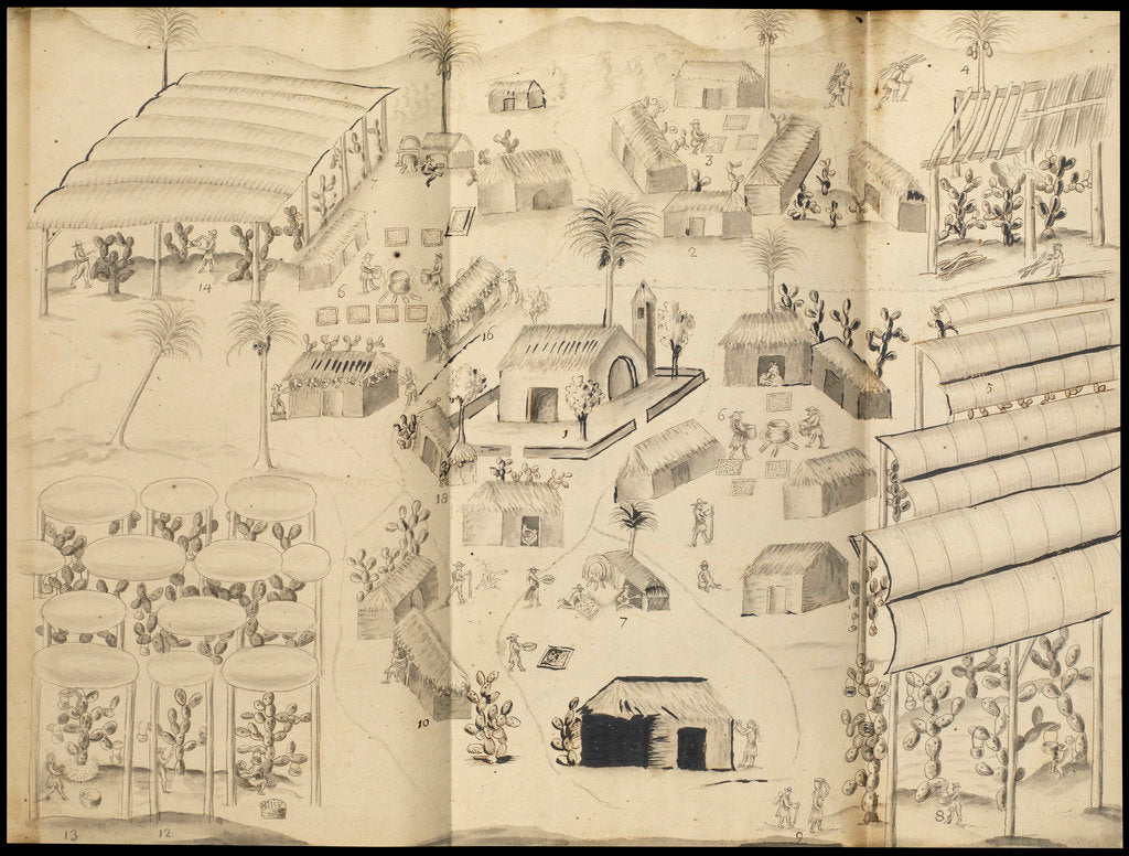 Detail of Cochineal production at the town of Guaspaltepeque by William Houstoun