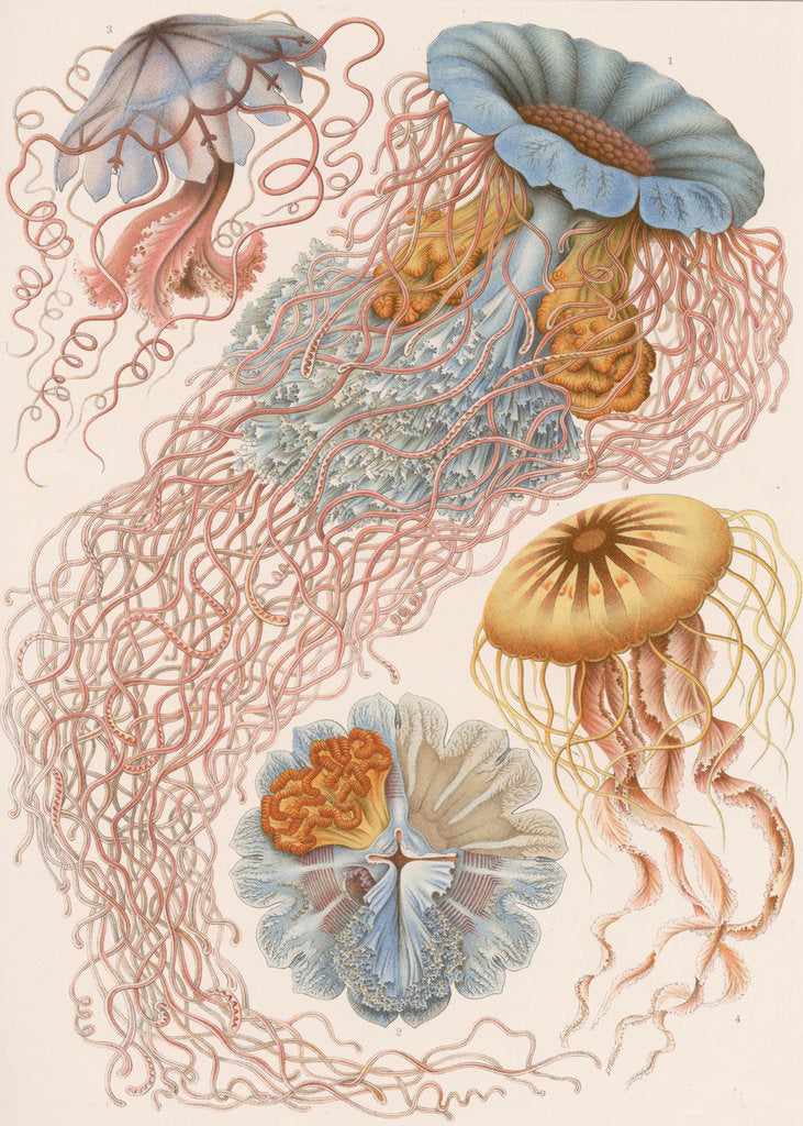 Detail of 'Discomedusae' [jellyfish] by Adolf Giltsch