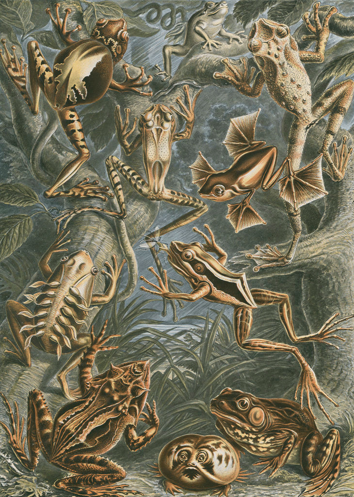 Detail of Batrachia [frogs and toads] by Adolf Giltsch