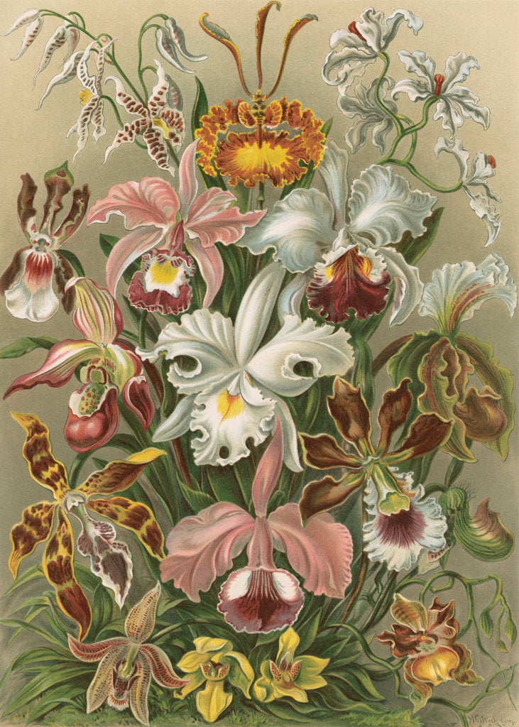 Detail of 'Orchideae' [orchids] by Adolf Giltsch