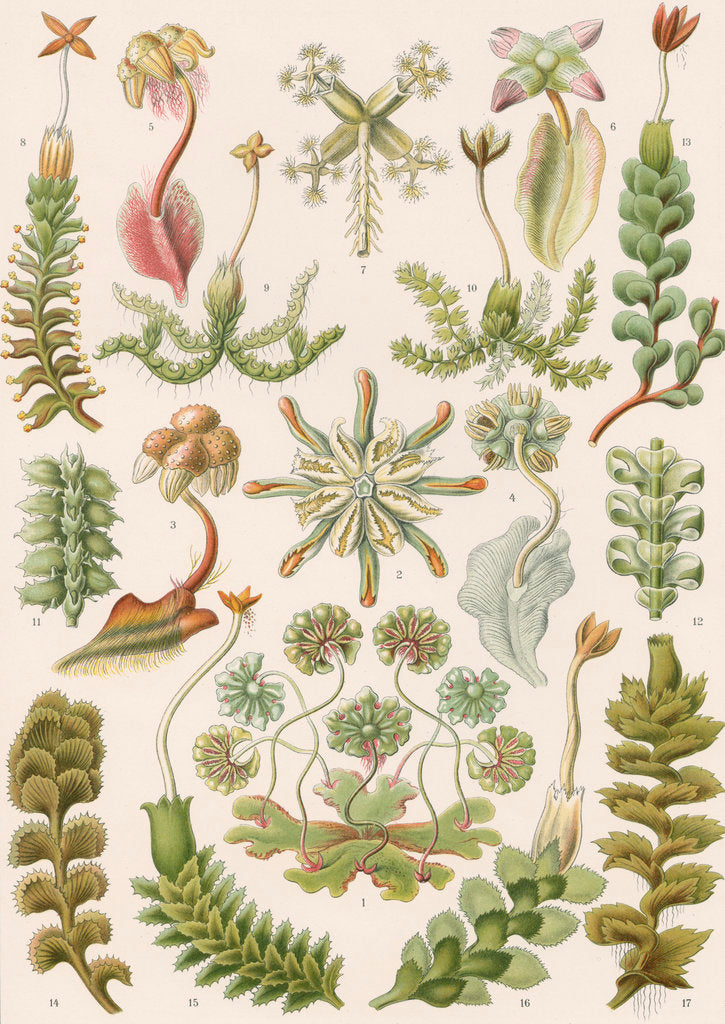 Detail of 'Hepaticae' [liverworts] by Adolf Giltsch
