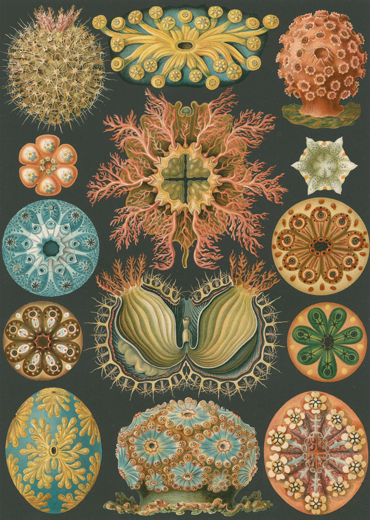 Detail of 'Ascidiae' [sea squirts] by Adolf Giltsch