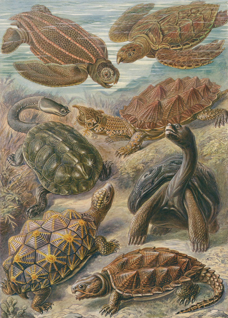 Detail of 'Chelonia' [turtles, tortoises and terrapins] by Adolf Giltsch