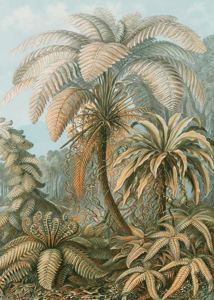 Detail of 'Filicinae' [tropical ferns] by Adolf Giltsch