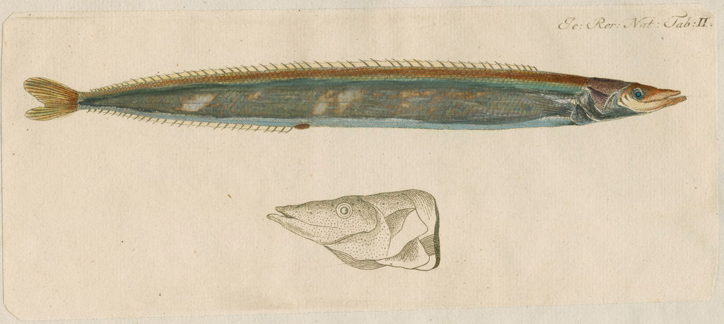 Detail of 'L'Ammodite' [Lesser sand eel] by Anonymous