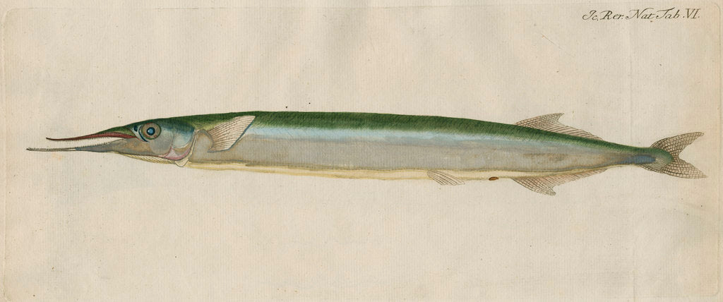 Detail of 'L'Orphie' [Garfish by Anonymous