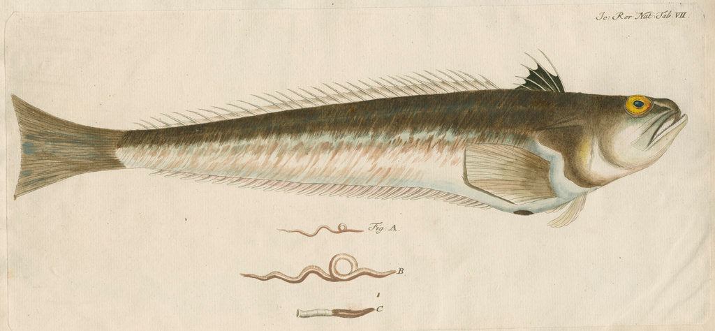 Detail of 'La Vive, ou Dragon de Mer' [Greater weaver] by Anonymous