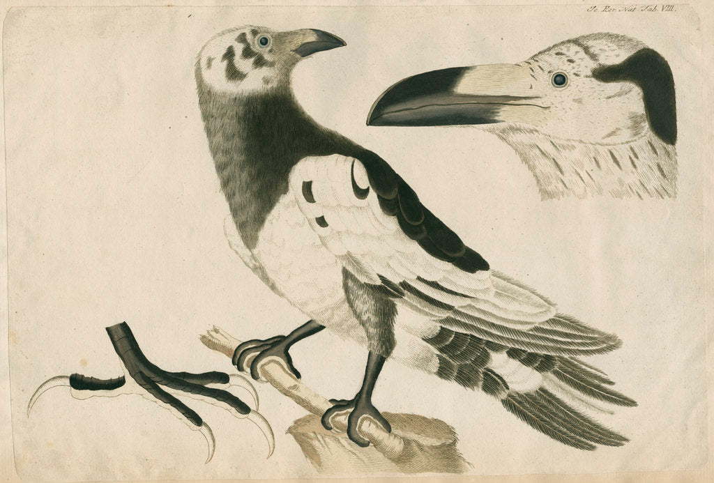 Detail of 'Le Corbeau Blanc de Ferroe' [Pied or White Raven] by Anonymous