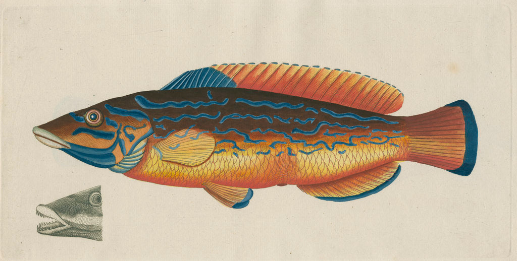 Detail of 'Le Paon Bleu' [Cuckoo wrasse] by Anonymous
