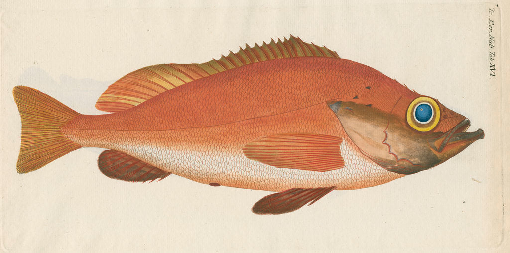Detail of 'Perche Rouge ou Norvegienne' [Rose fish] by Anonymous
