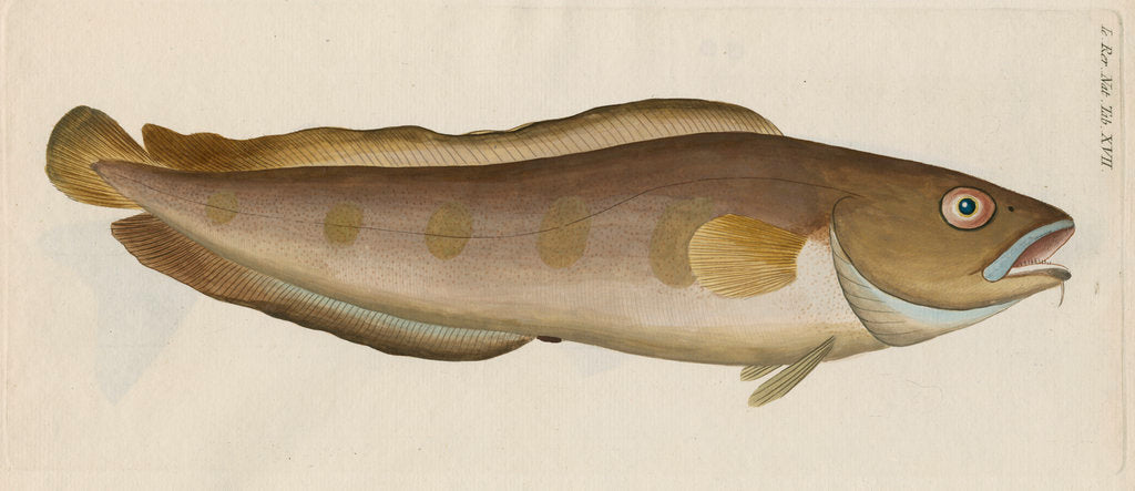 Detail of 'Le Brosme' [Torsk] by Anonymous