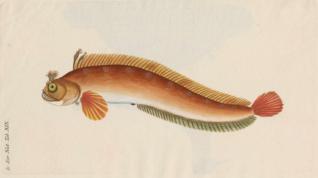 Detail of 'Brosme Toupee, or Galerite' [Blenny] by Anonymous