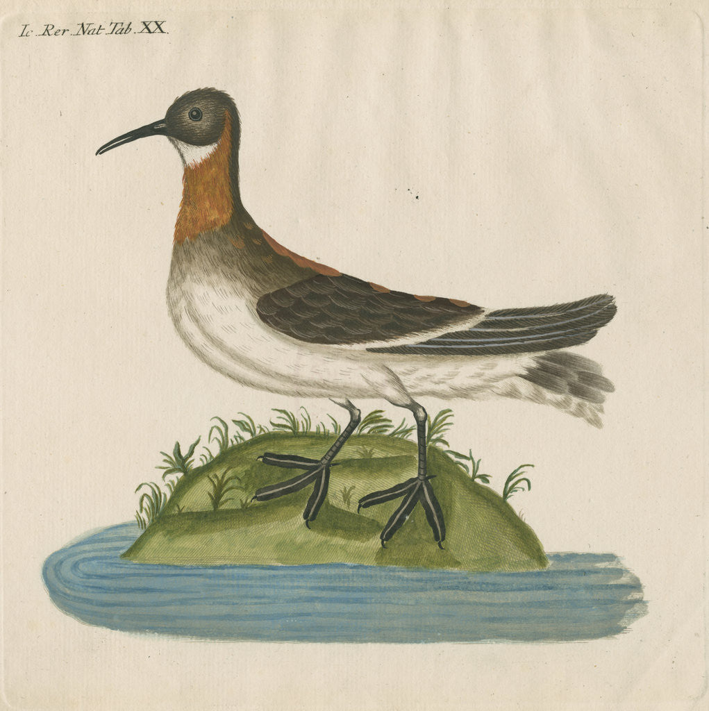 Detail of 'Le Coq Dodin' [Red-necked phalarope] by Anonymous