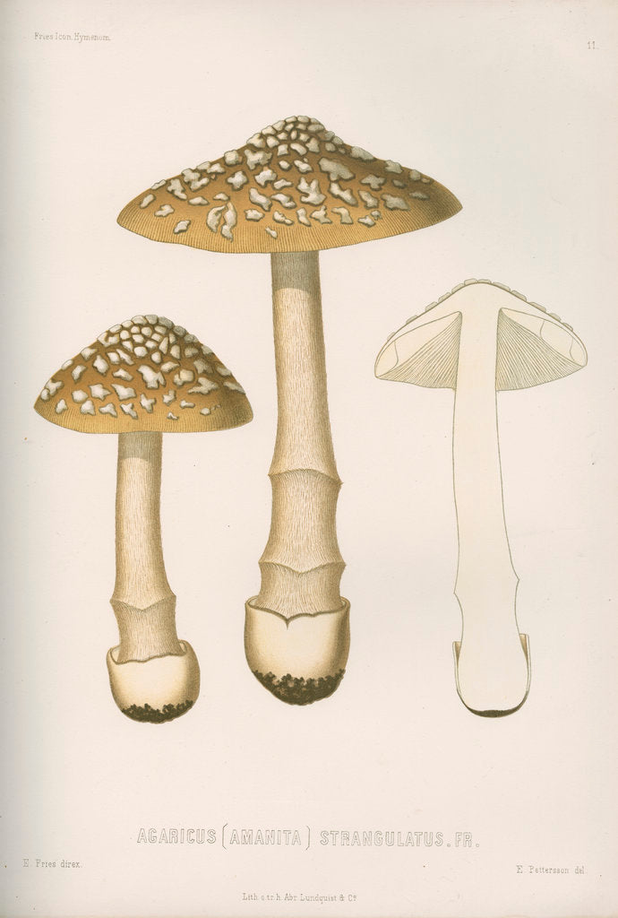 Detail of 'Agaricus (Amarnita) Strangulaus' [Snakeskin Grisette mushroom] by Abraham Lundquist & Company