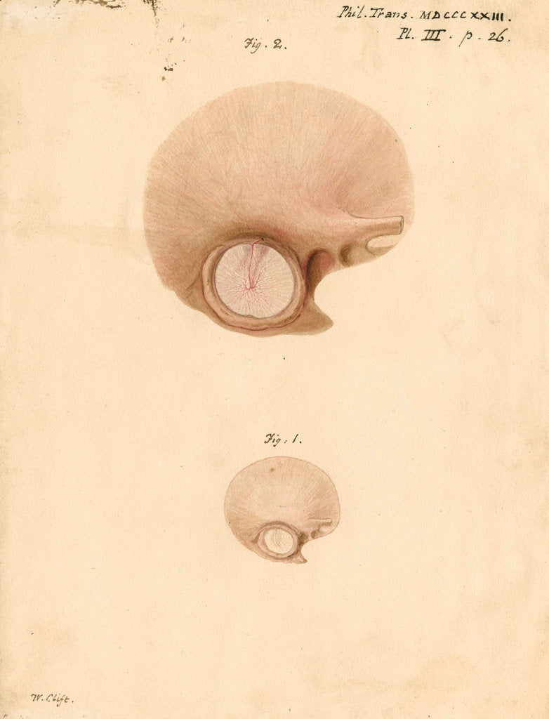 Detail of The human eardrum by William Clift