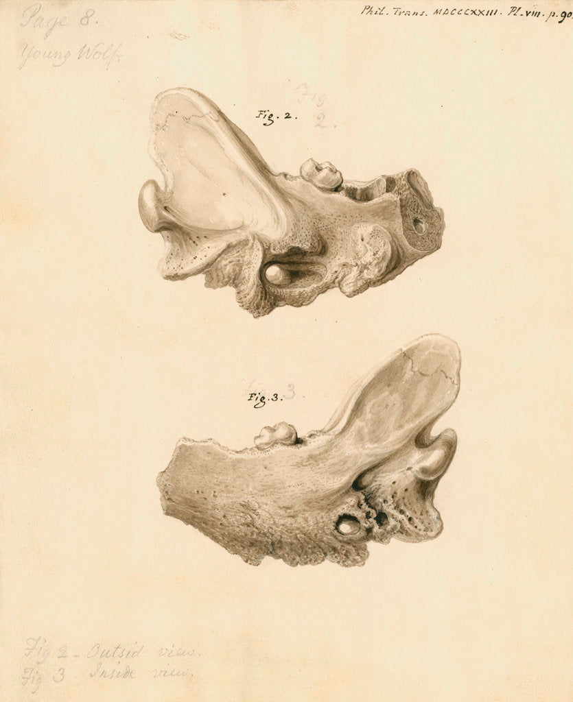 Detail of Fossil wolf jawbone by William Clift