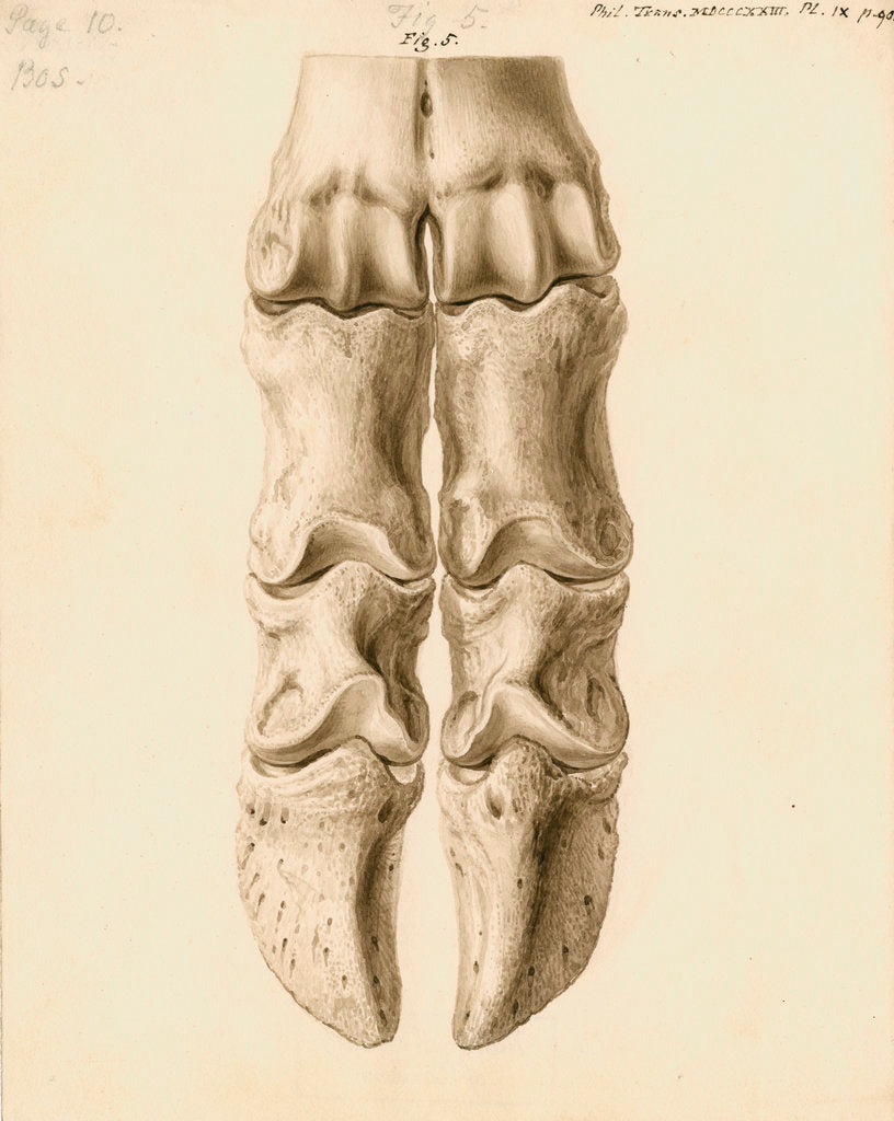 Detail of Fossil metacarpal bones of a bos by William Clift