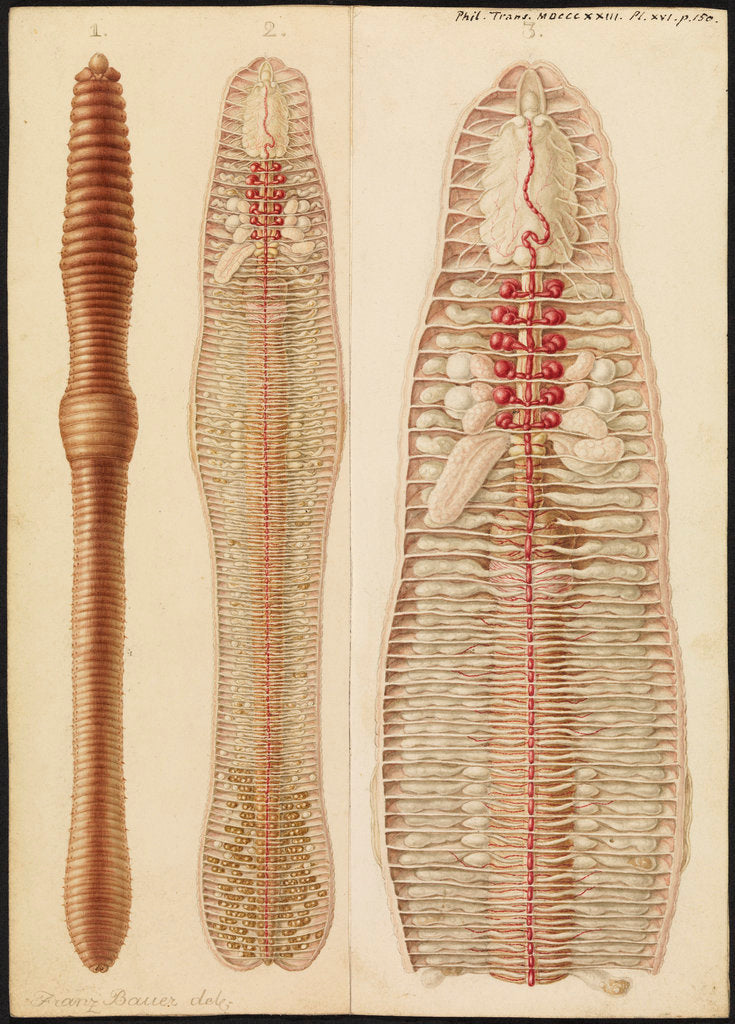 Detail of Earthworm by Franz Andreas Bauer