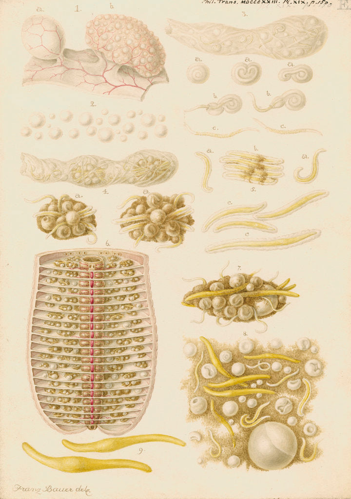 Detail of Earthworm eggs and their development by Franz Andreas Bauer