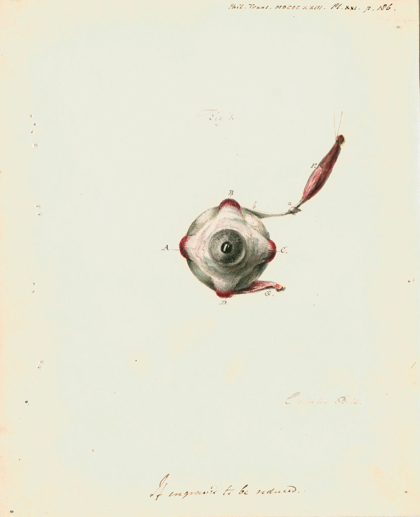 Detail of The human eye by Charles Bell