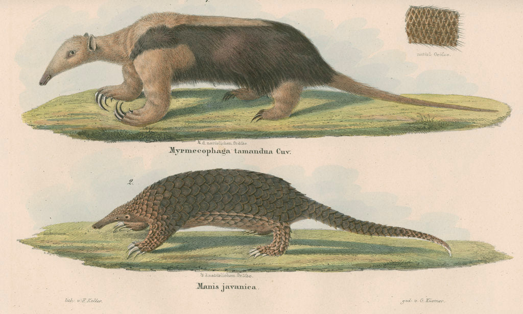 Detail of 'Myremecophaga tamandua' [Giant anteater] and 'Manis javanica' [Sunda pangolin] by F Keller