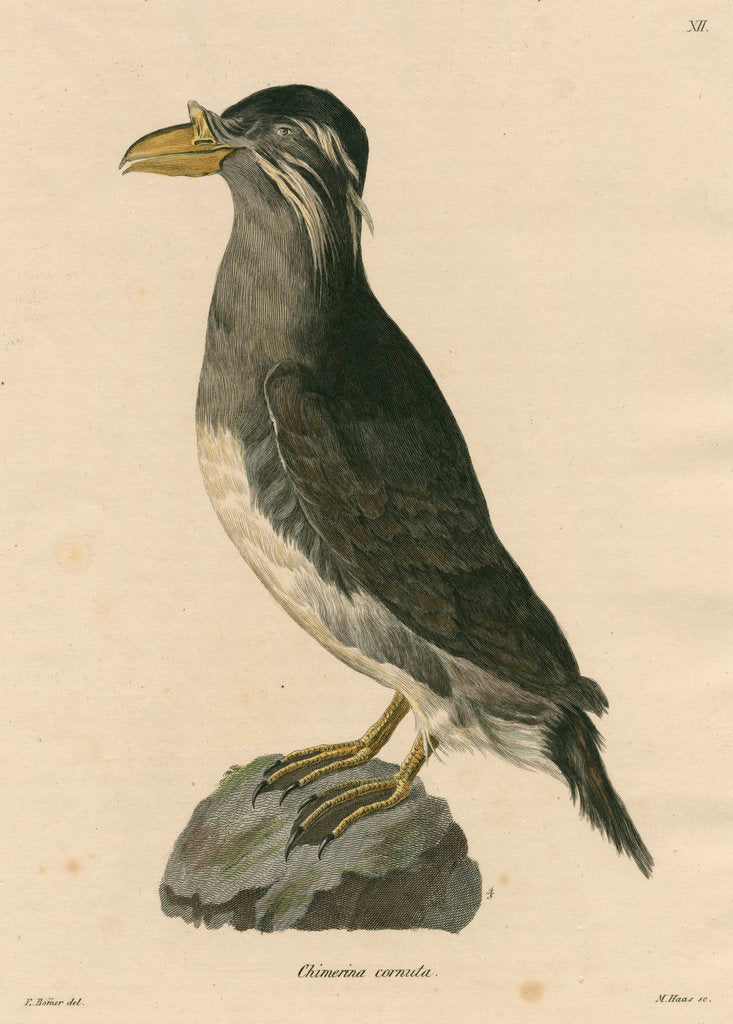 Detail of 'Chimerina cornuta' [Rhinoceros auklet] by Meno Haas