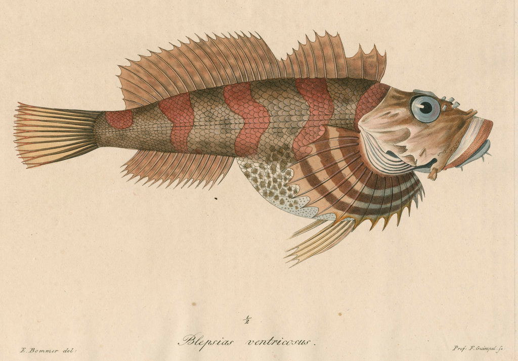 Detail of Blepsias ventricosus [Red Irish Lord fish] by Friedrich Guimpel
