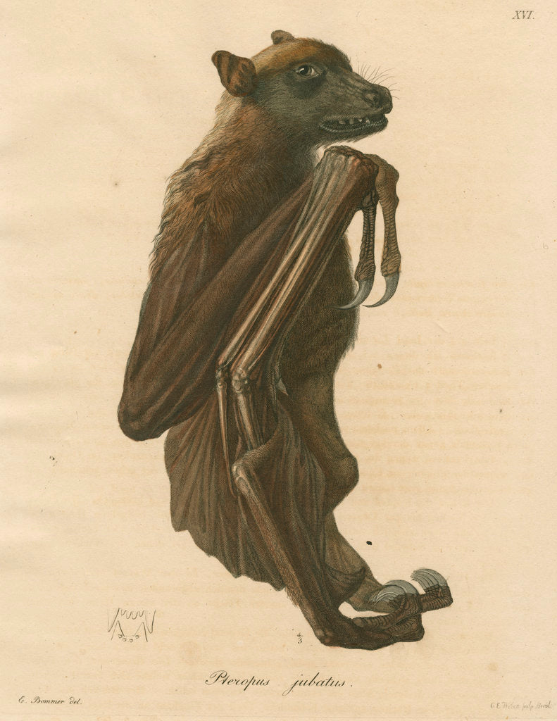 Detail of 'Pteropus jubatus' [Flying fox] by C E Weber