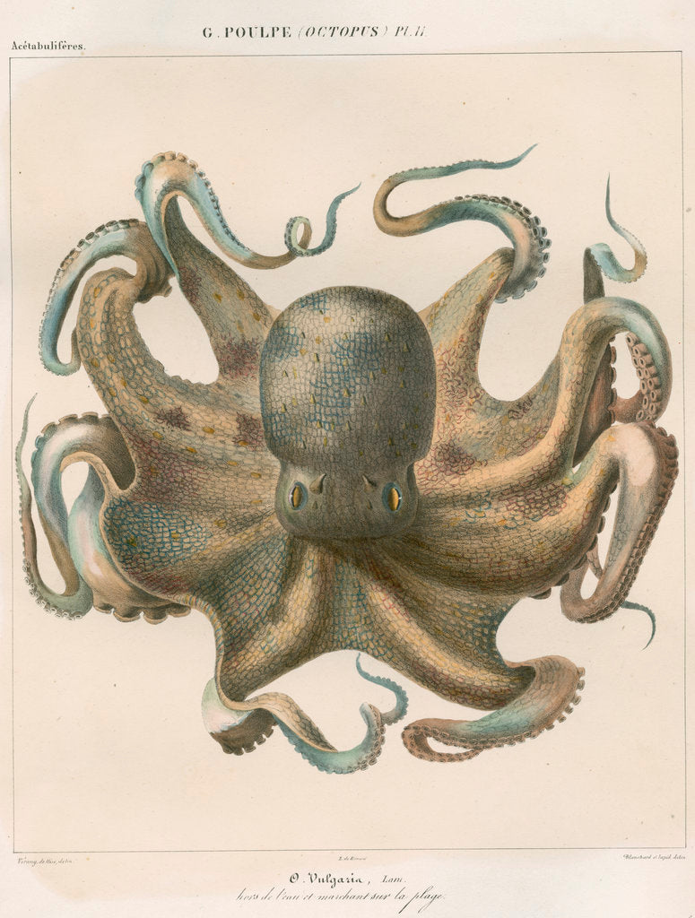 Detail of 'Octopus vulagaris' [Common octopus] by Antoine Toussaint de Chazal