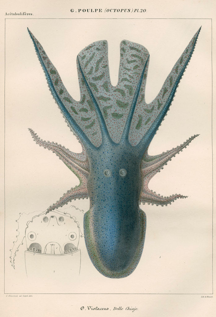 Detail of 'Octopus violaceus' [Violet blanket octopus] by Antoine Toussaint de Chazal