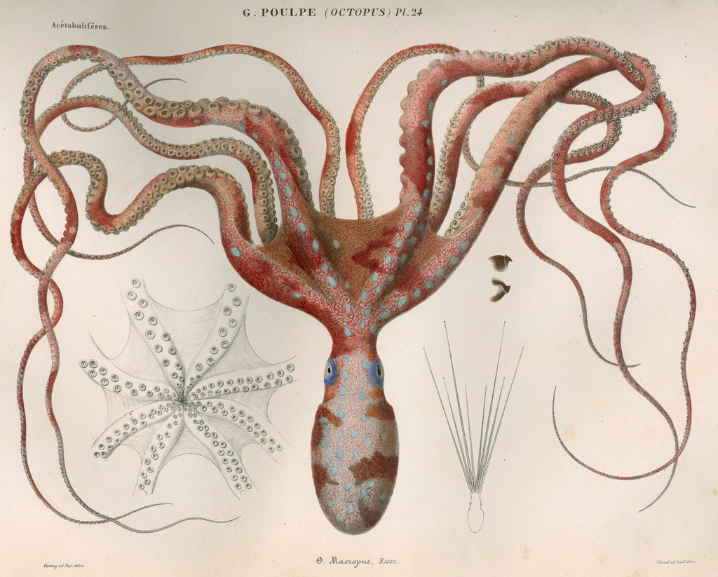 Detail of 'Octopus macropus' [Atlantic white-spotted octopus] by Antoine Toussaint de Chazal