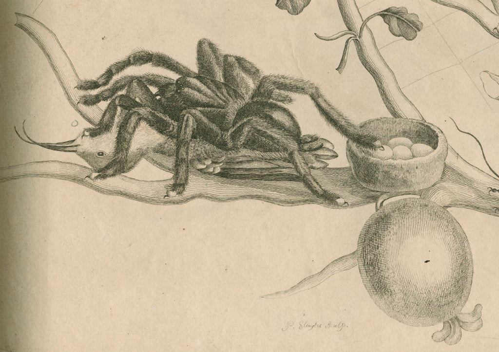 Detail of Bird-eating spider with humming bird by Joseph Mulder