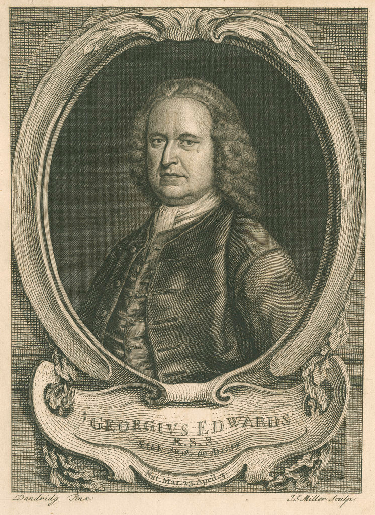 Detail of Portrait of George Edwards (1694-1773) by Johann Sebastian Müller