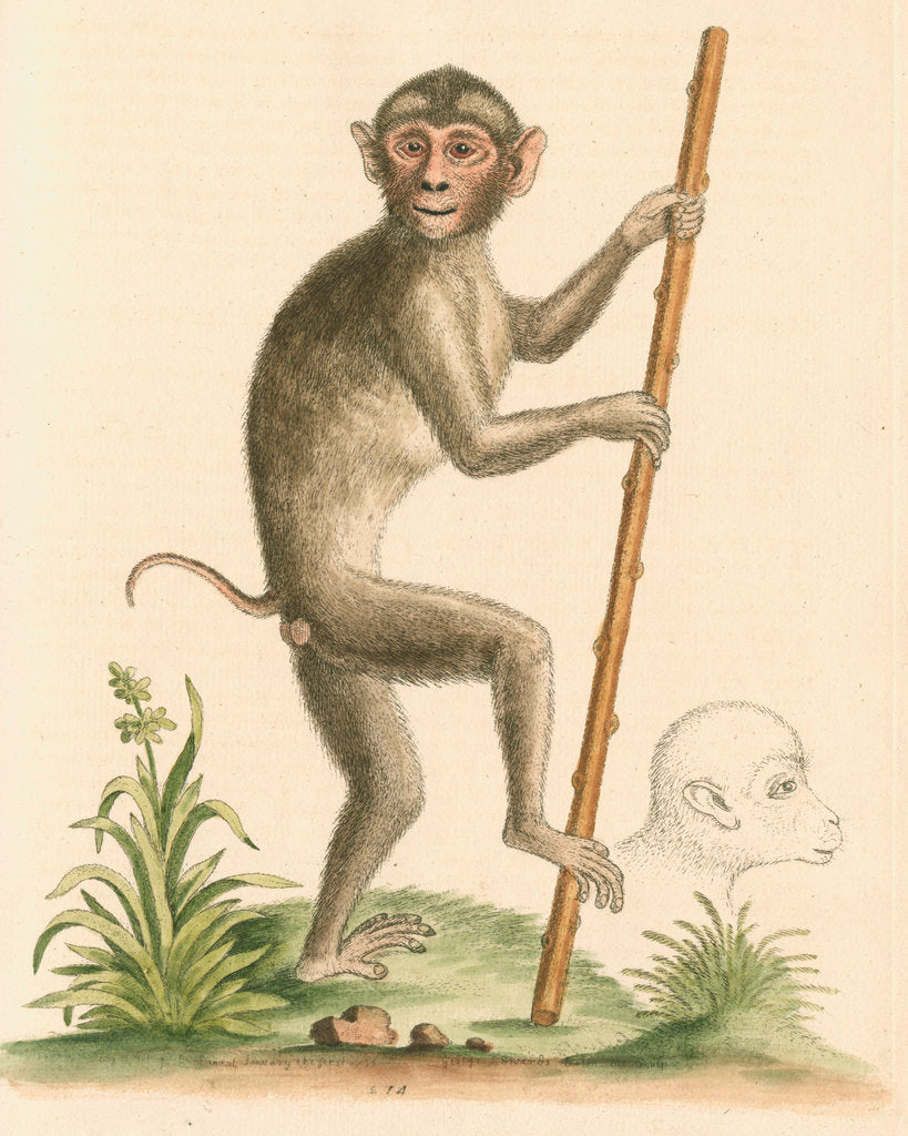 Detail of 'The pig-tailed monkey from the Island of Sumatra...' [Pig tailed macaque] by George Edwards