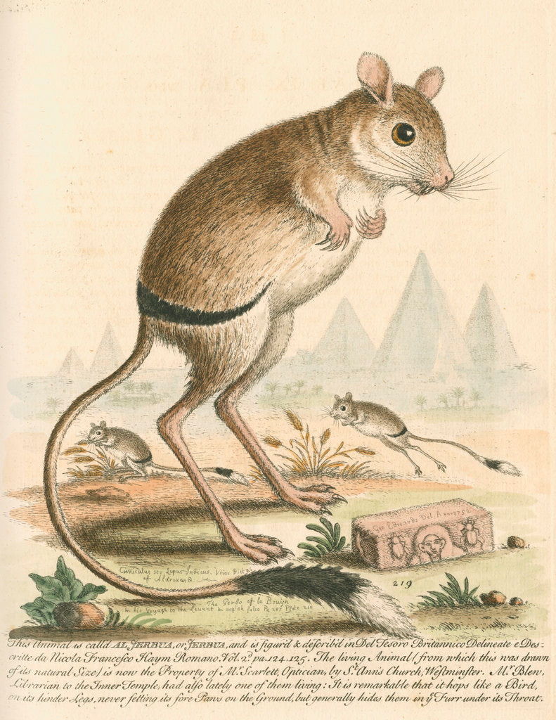 Detail of 'The Gerbua' [Greater Egyptian jerboa] by George Edwards