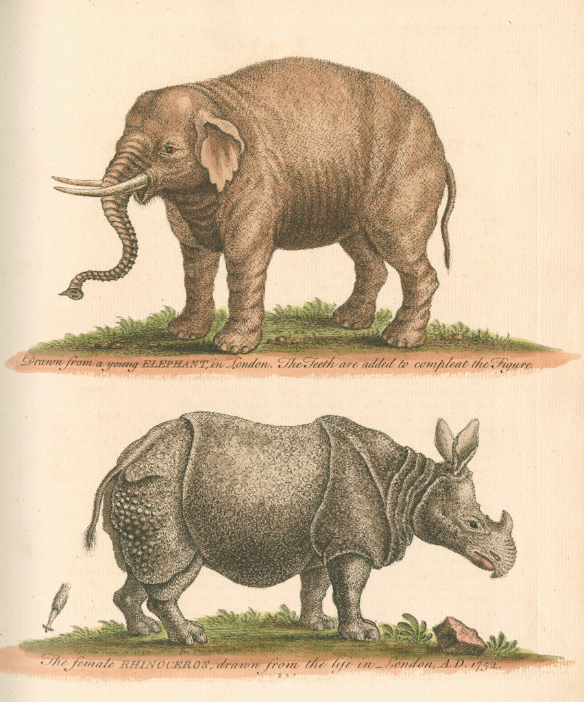 Detail of 'The Elephant, and the Rhinoceros' by George Edwards