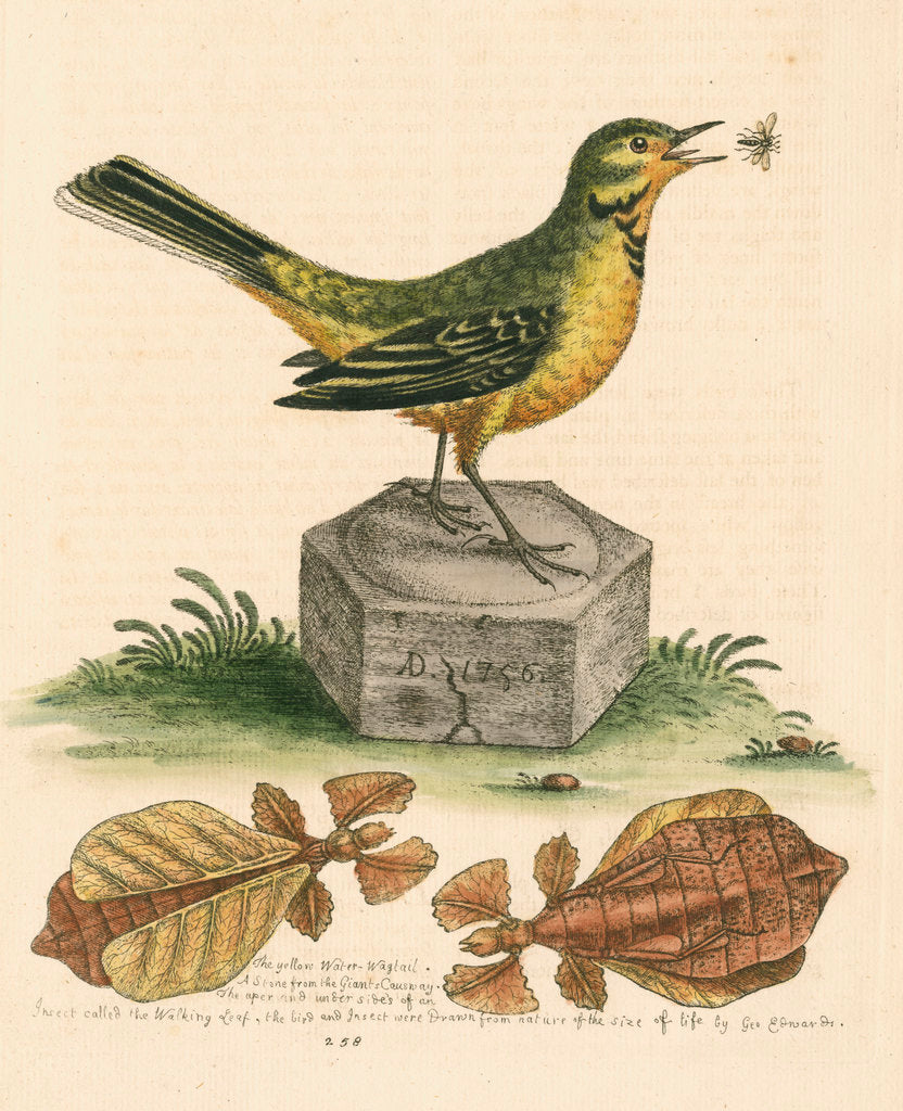 Detail of 'The Yellow Water-wagtail, the Walking Leaf, &c.' by George Edwards