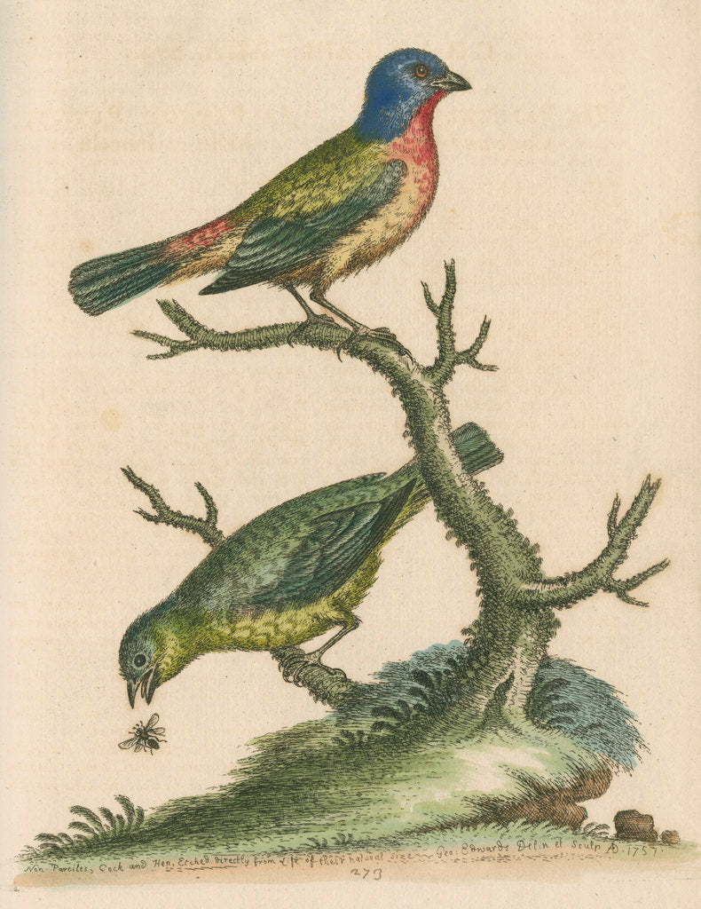 Detail of 'The Painted Finch, Cock and Hen' [Painted bunting] by George Edwards
