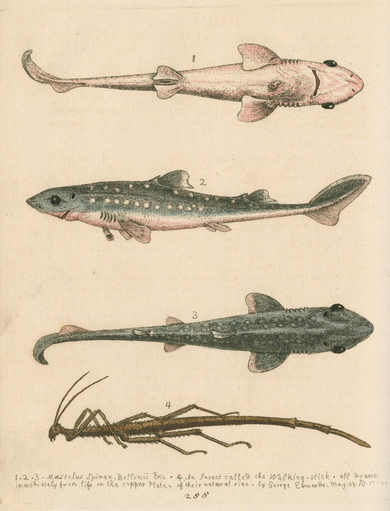Detail of 'The Prickled Dog or Hound-Fish, with an Insect called the Walking-Stick' by George Edwards