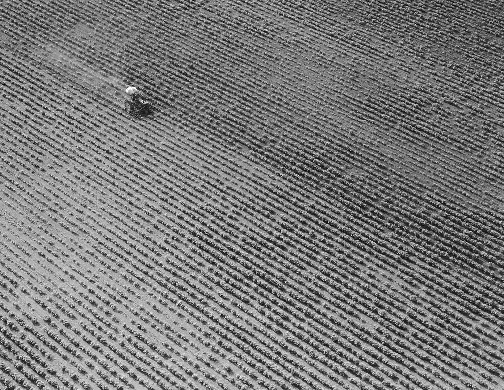 Detail of Field of Crops by Anonymous